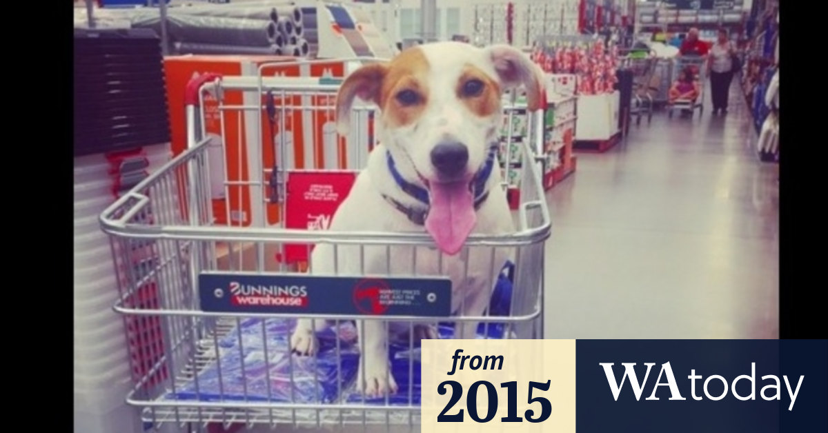 Bunnings backtracks on petfriendly policy with new muzzle rule